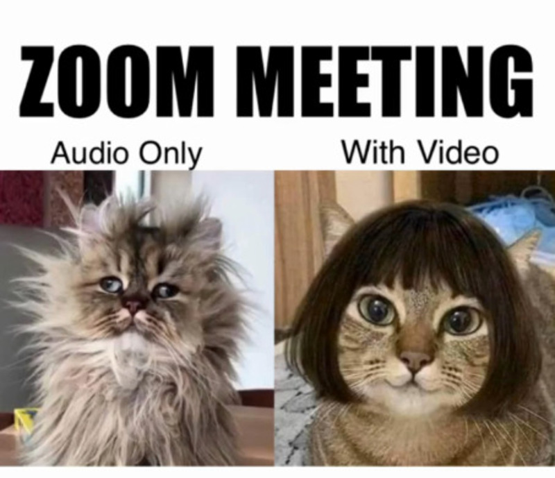 Zoom meeting with a fluffy kitten and a cat with a wig and glasses.