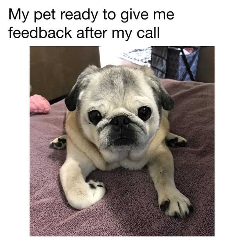 Cute pug puppy on a bed with text about pet giving feedback after call.