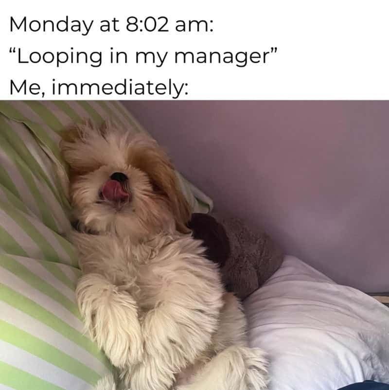 Dog with tongue out lying on bed with text about work from home humor.