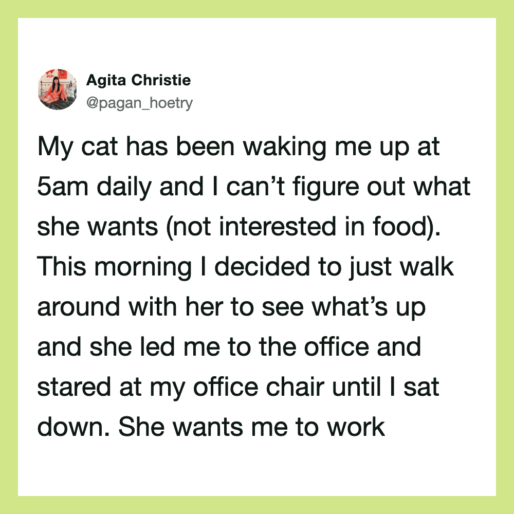 Twitter post about a cat waking up owner at 5am and leading them to the office.
