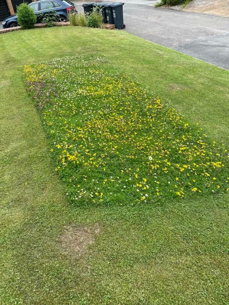 Lawn with a patch of yellow and white flowers in the middle, surrounded by green grass.