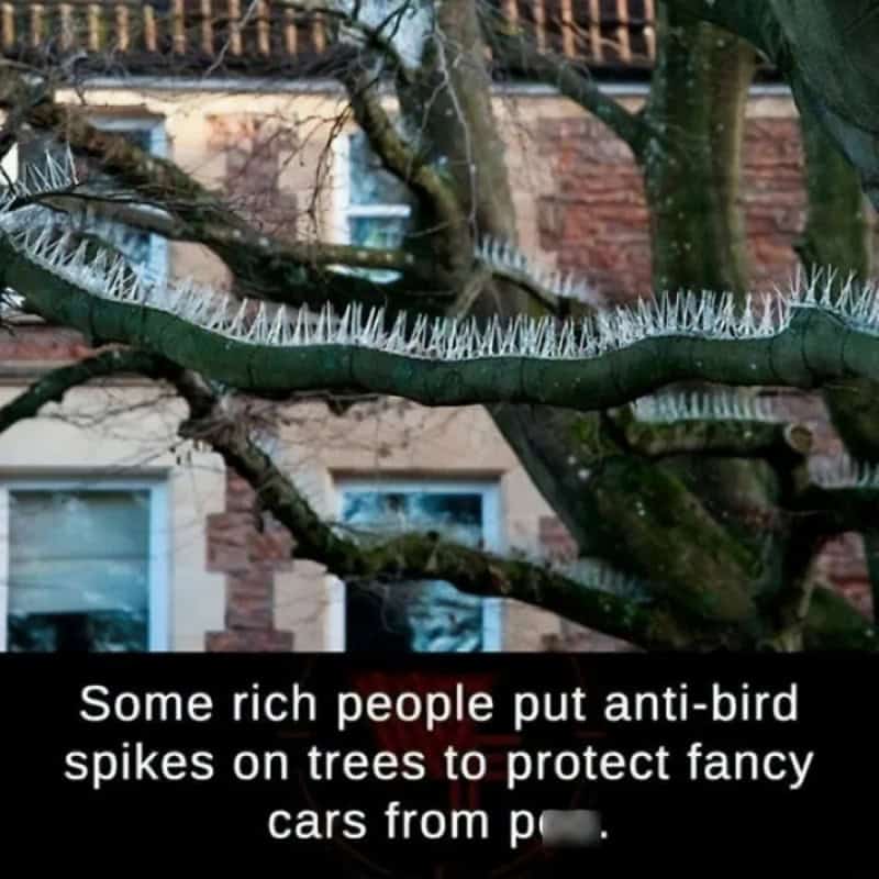 Tree with anti-bird spikes to protect cars from pigeons.