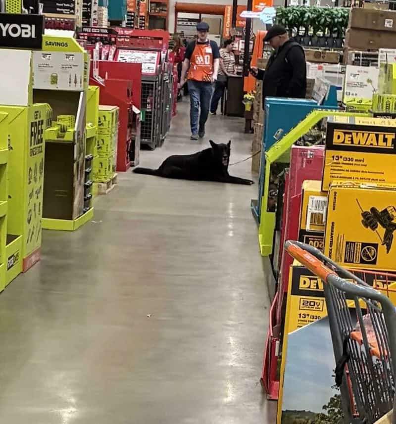 Black cat lying on the floor in a home improvement store aisle.