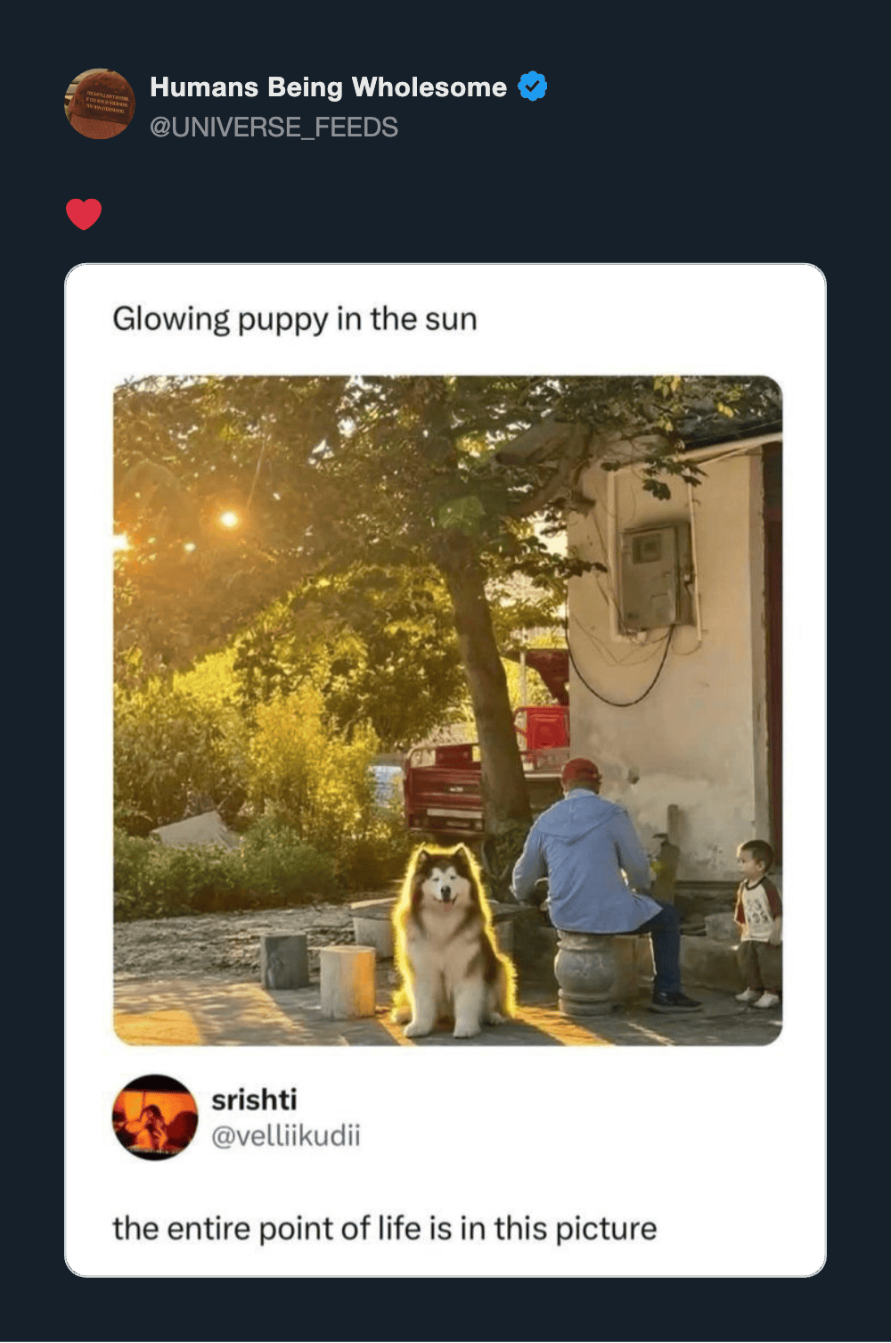Glowing puppy in the sun with a person and a child nearby, under a tree.