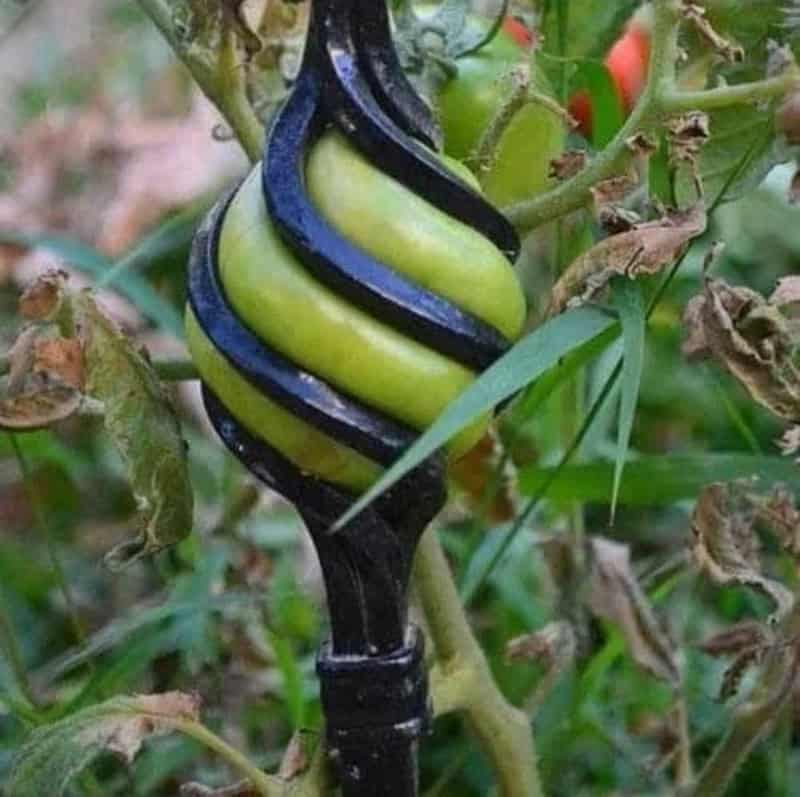 A green and black striped garden ornament resembling a spiral wrapped around a plant stem.