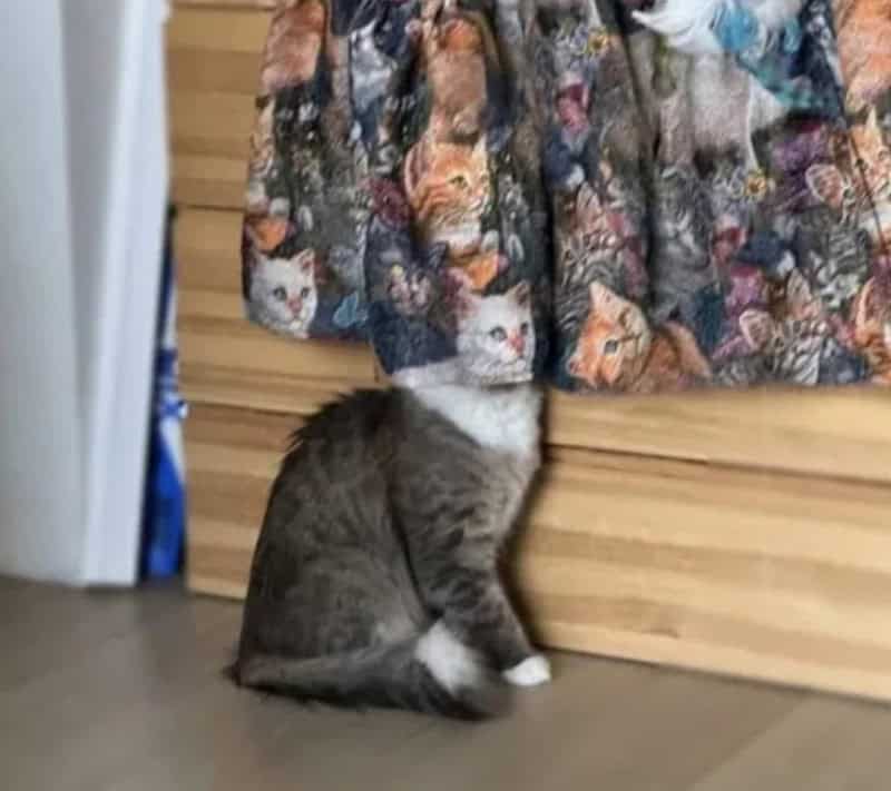 Cat with head under curtain, hiding behind a dresser.