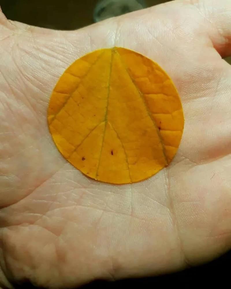 Yellow leaf on hand with a pattern resembling a ladybug.