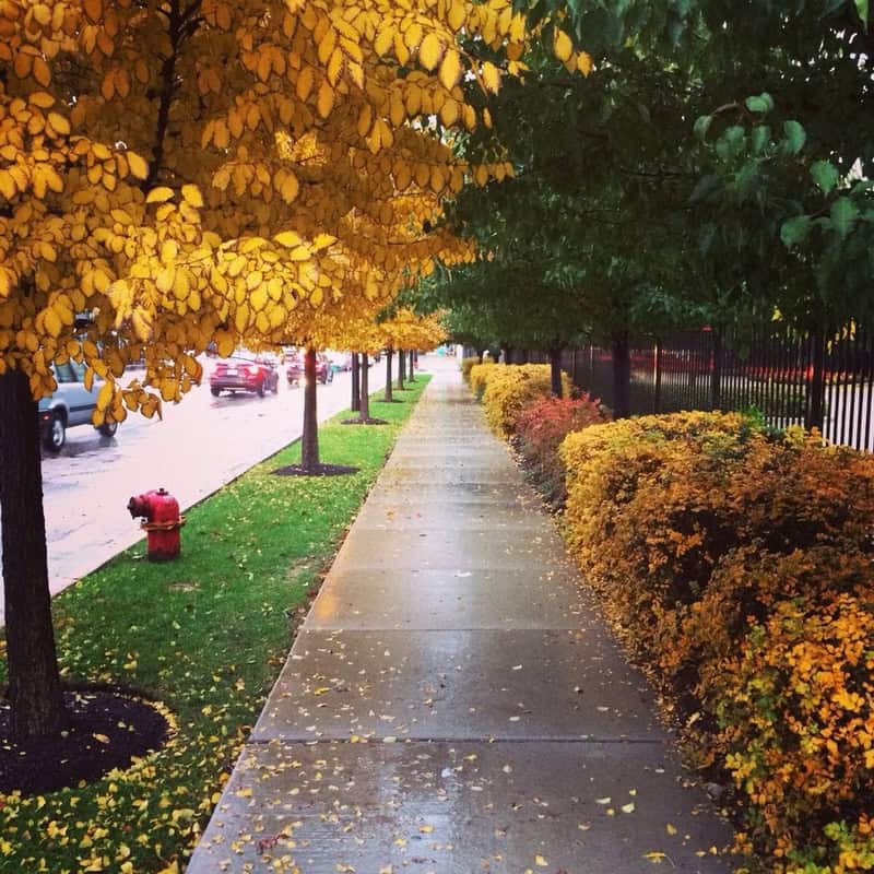 Sidewalk with yellow and green trees and bushes, wet from rain, in autumn.