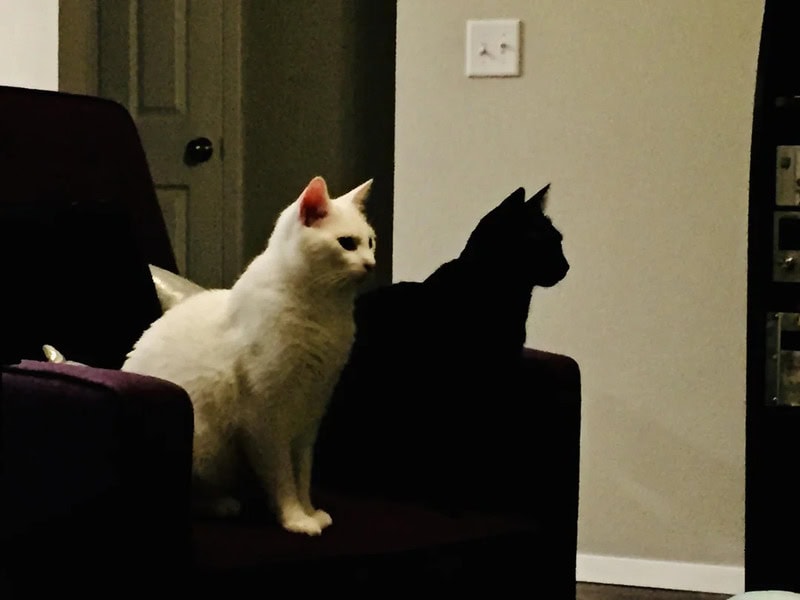 Two cats, one white and one black, sit side by side on a chair.