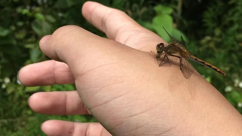 A dragonfly perched on a person's hand with green foliage in the background.