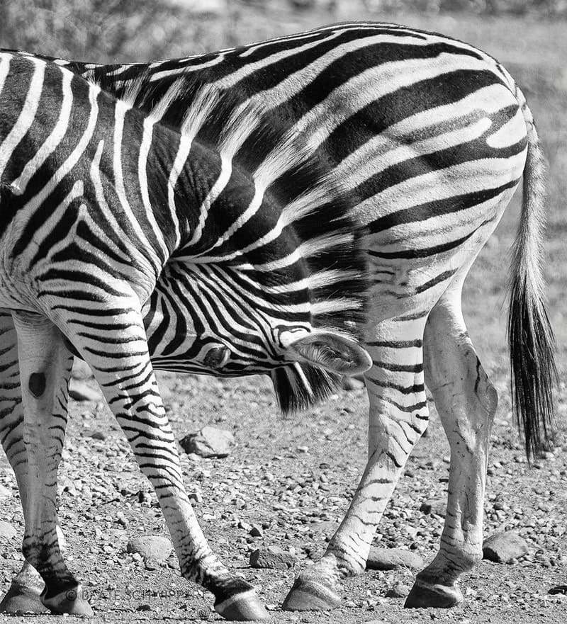 Two zebras with their heads touching, forming a heart shape.