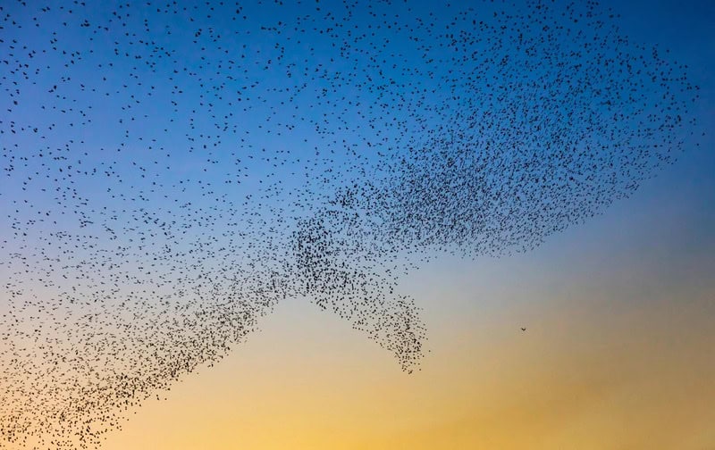 A large flock of birds flying in a V formation at sunset.