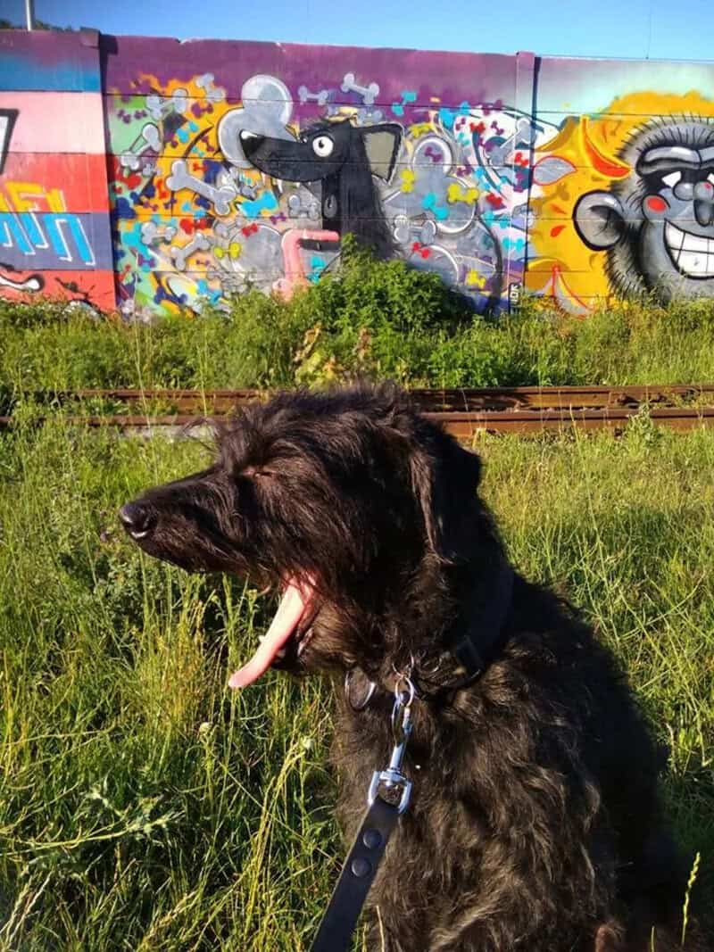 Black dog yawning in front of colorful graffiti wall with train tracks.