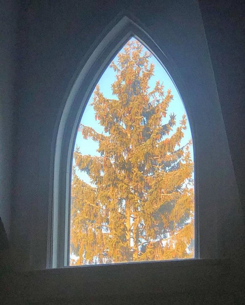 View of a tall yellow-orange tree through a pointed arched window.