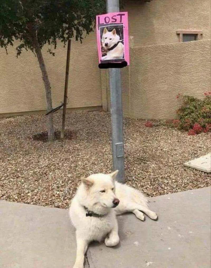 Lost poster with a photo of a white dog, next to a resting dog on the ground.
