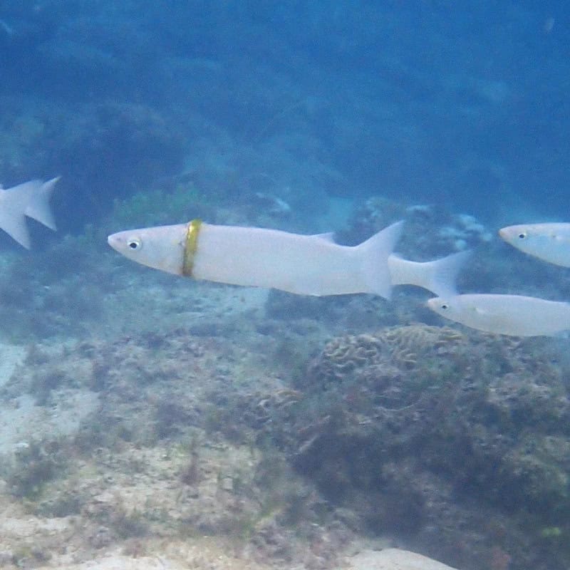 A fish with a yellow ring around its neck swimming underwater.