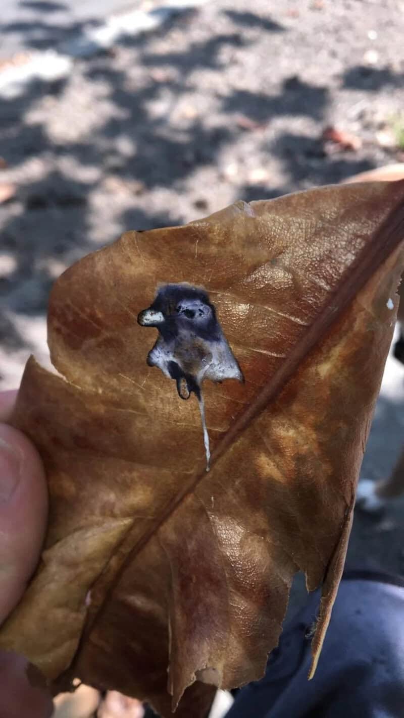 A leaf with a small sticker of a penguin's face on it.