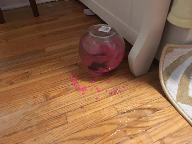 Fish bowl with fish and pink gravel spilled on wooden floor.