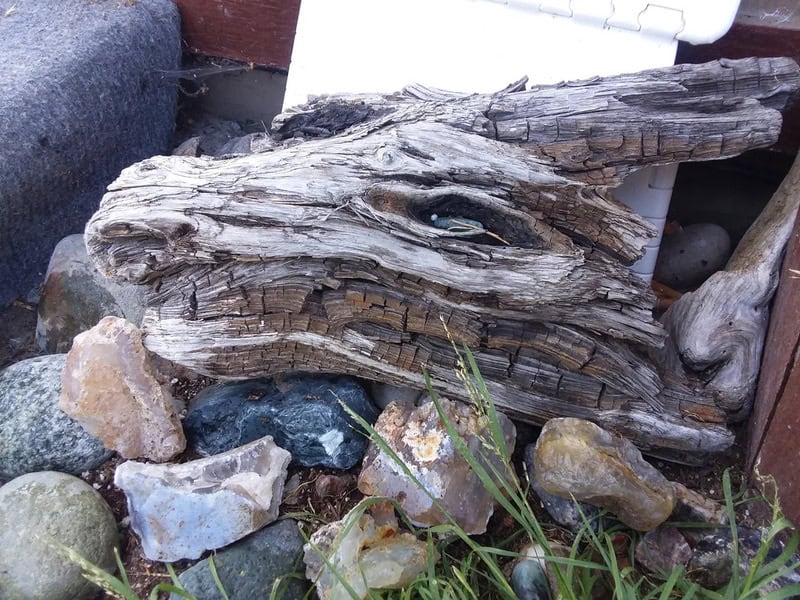 A weathered piece of driftwood resembling a dragon's head among rocks.