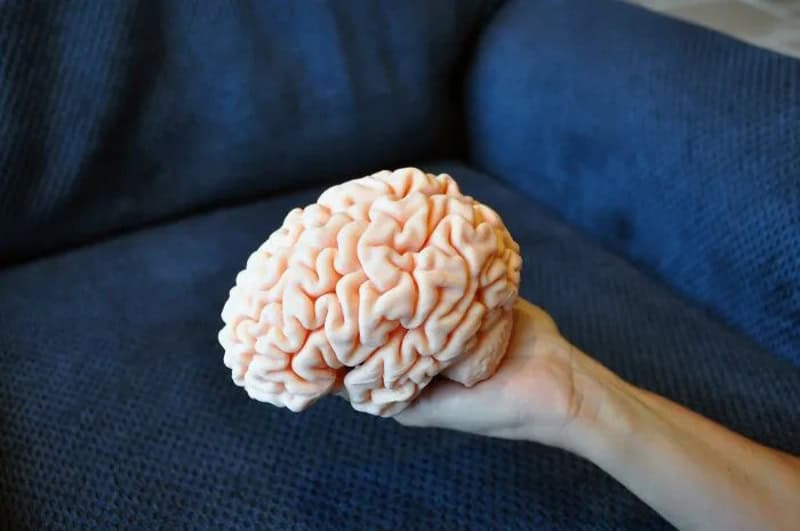 Hand holding a brain model in front of a blue couch.