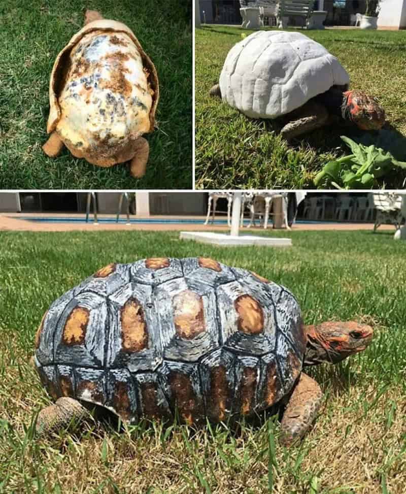Three turtles with shells painted to resemble different objects, on grass.