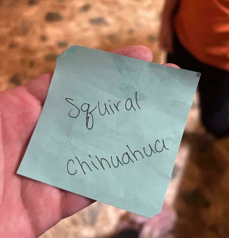 Note with 'Squirrel Chihuahua' written on it, held in hand.