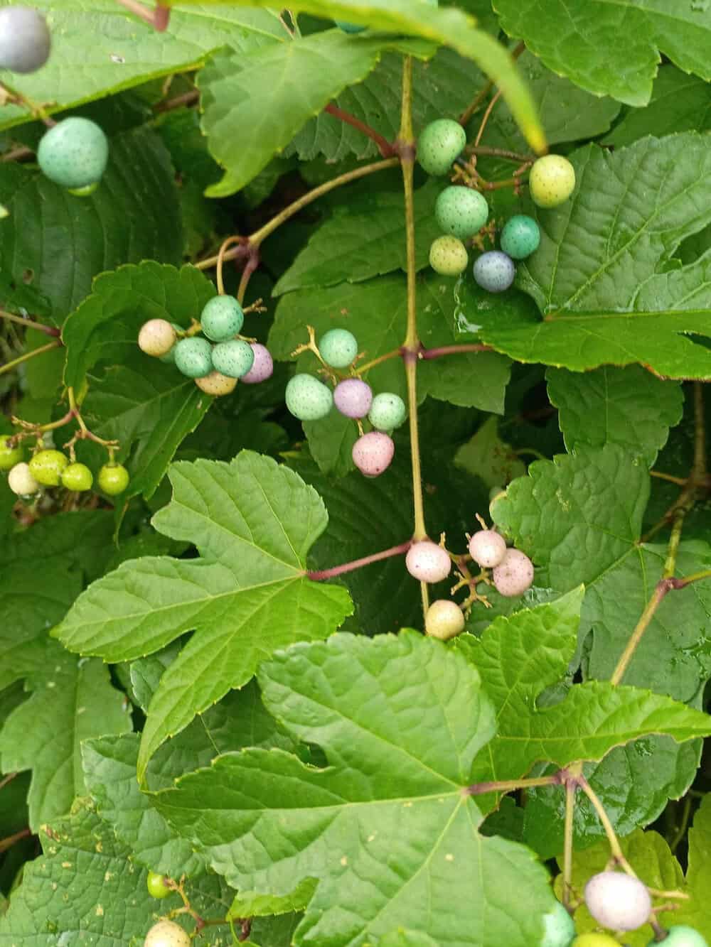 Colorful berries on green vine with large leaves, mildly interesting.