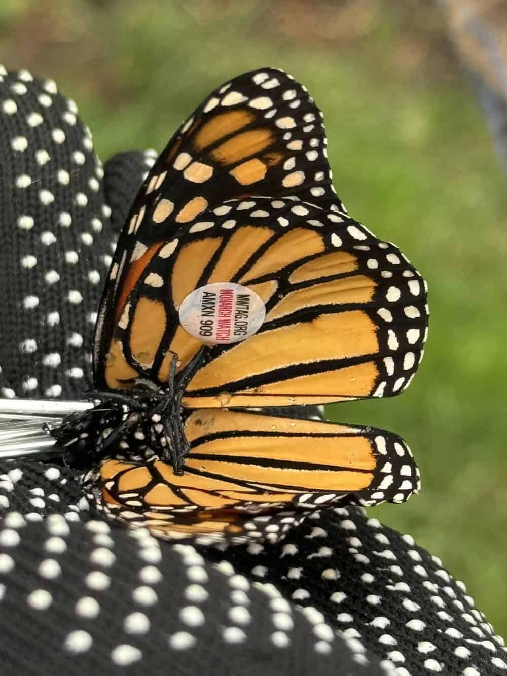 Monarch butterfly with a sticker on its wing, resting on a black and white polka dot surface.