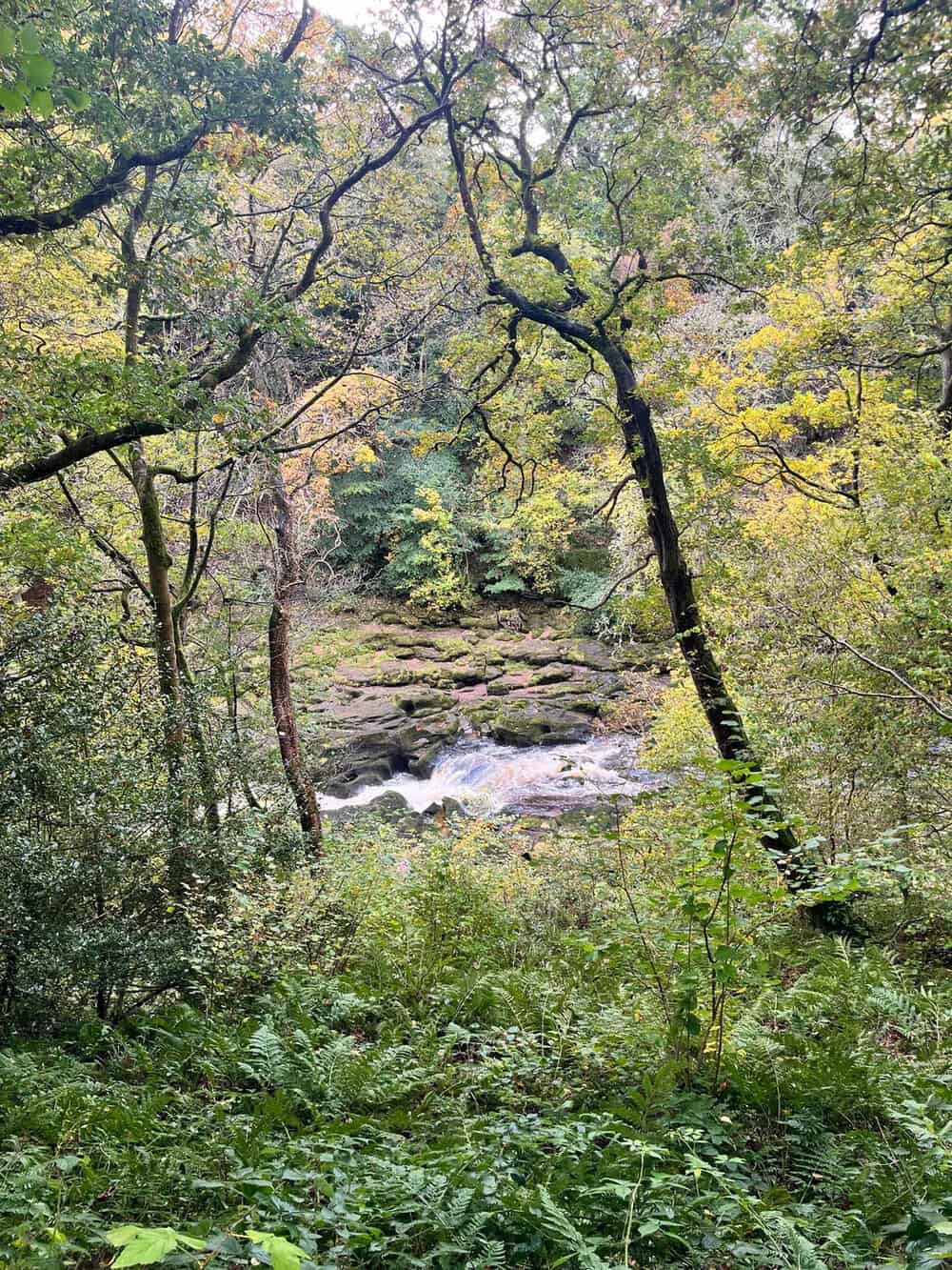 A forest scene with a small waterfall and lush green trees and plants.