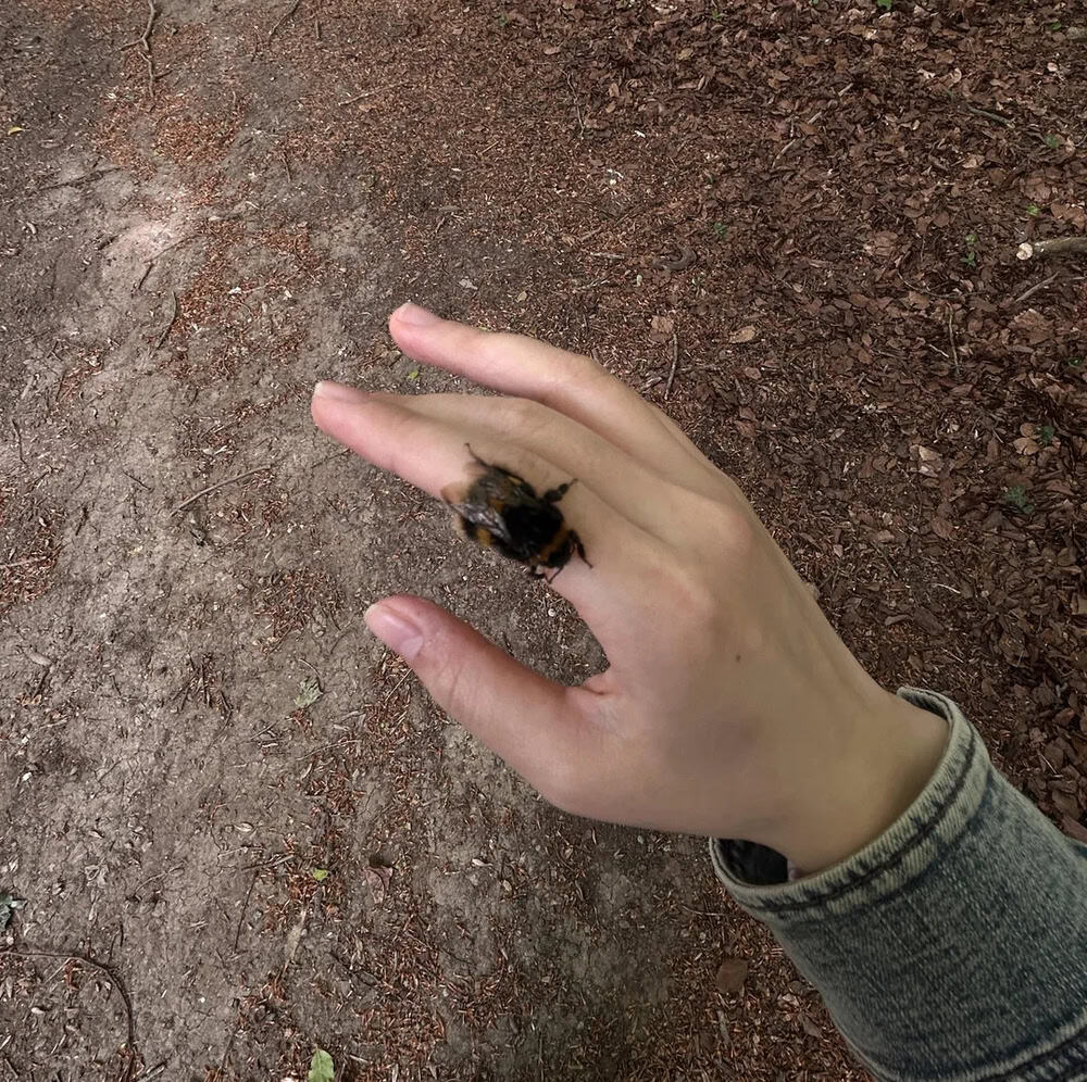 Person holding a bee on their finger outdoors, ground with dirt and small plants.