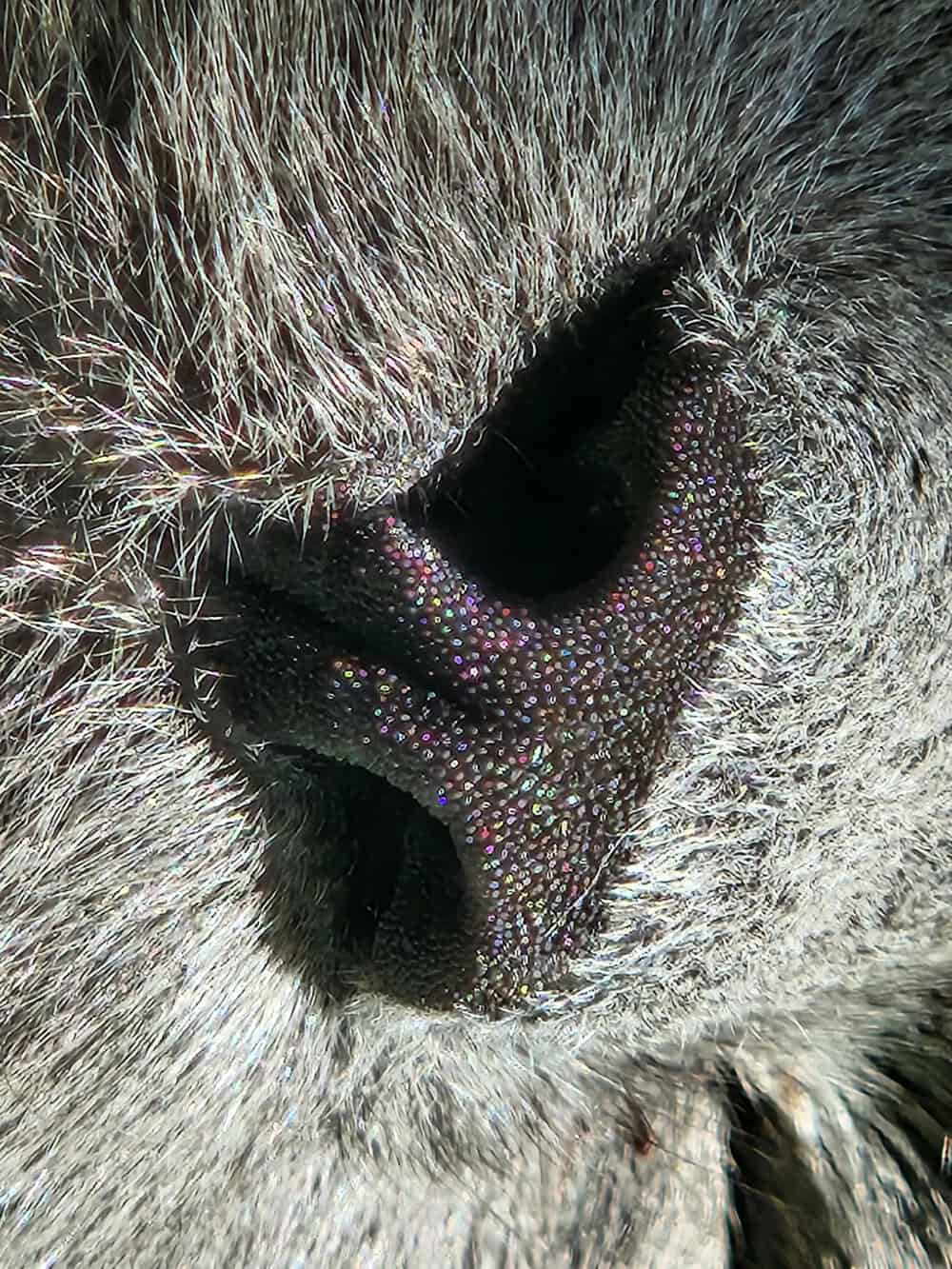 Close-up of a dog's nose with colorful specks on the nose and surrounding fur.