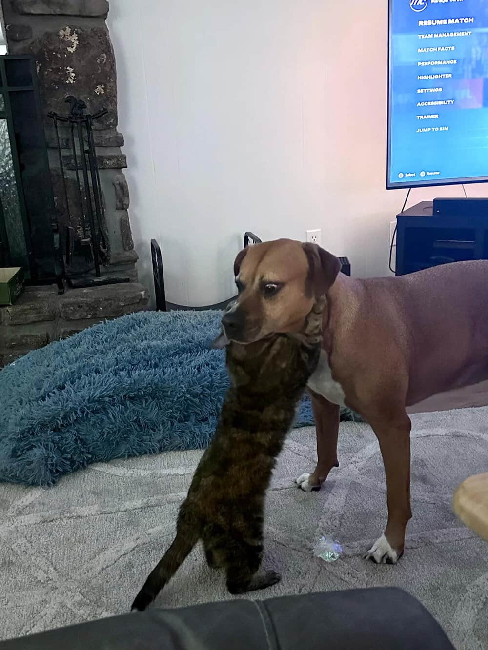 Dog and cat playing together in a living room.