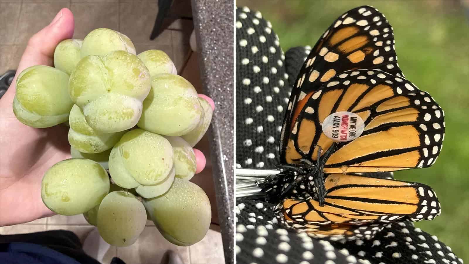 Close-up of a bunch of green grapes and a monarch butterfly on a person's hand.