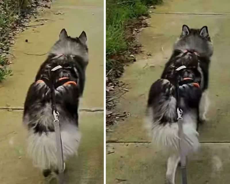 Cute dog walking on a sidewalk with a harness and leash, seen from behind.