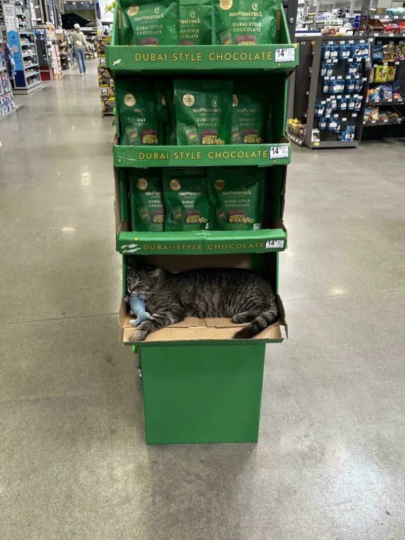 Cat sleeping on a cardboard box in a store display of Dubai-style chocolates.