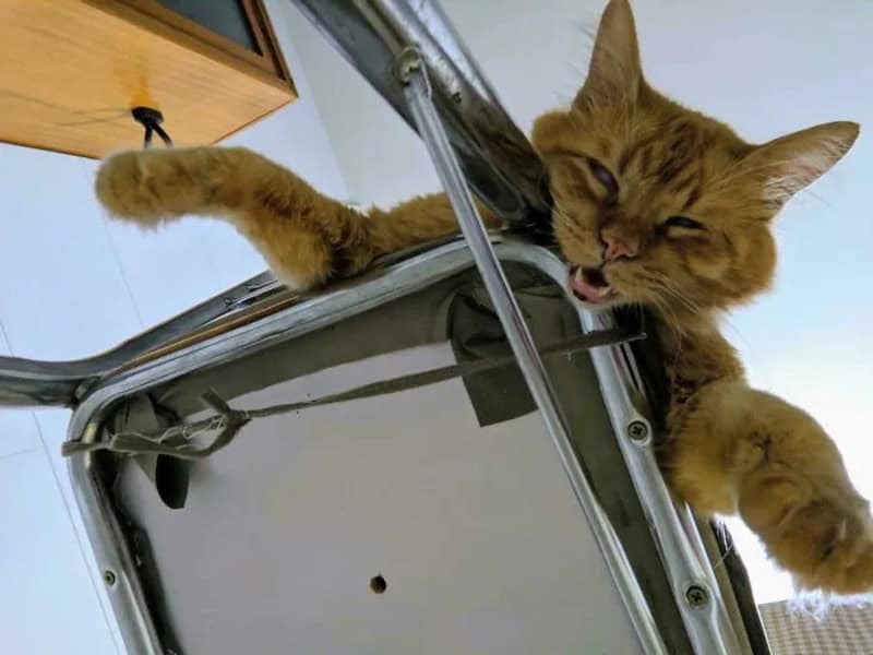 Orange tabby cat hanging from a metal table with a playful expression.