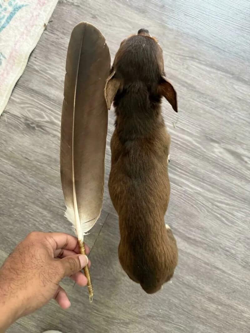 Dog lying on wooden floor with a hand holding a large feather nearby.