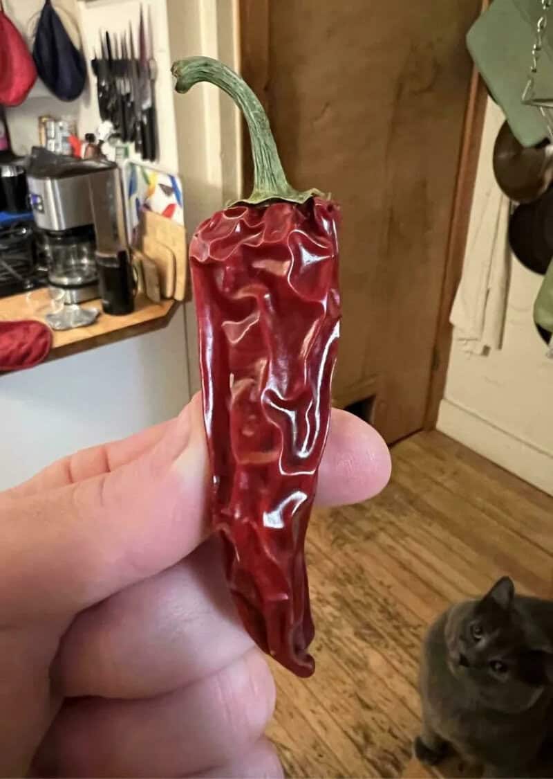 Red chili pepper with a green stem held by a hand in a kitchen.