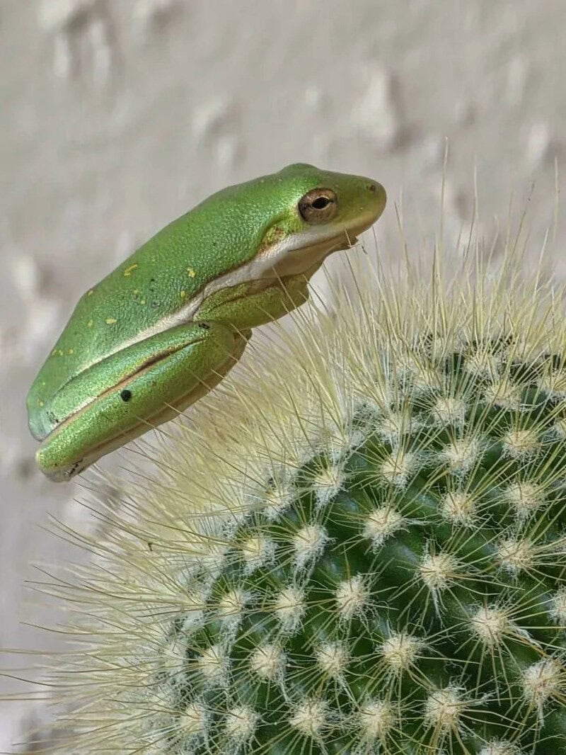 Green frog on a cactus with white spines, against a blurred background.