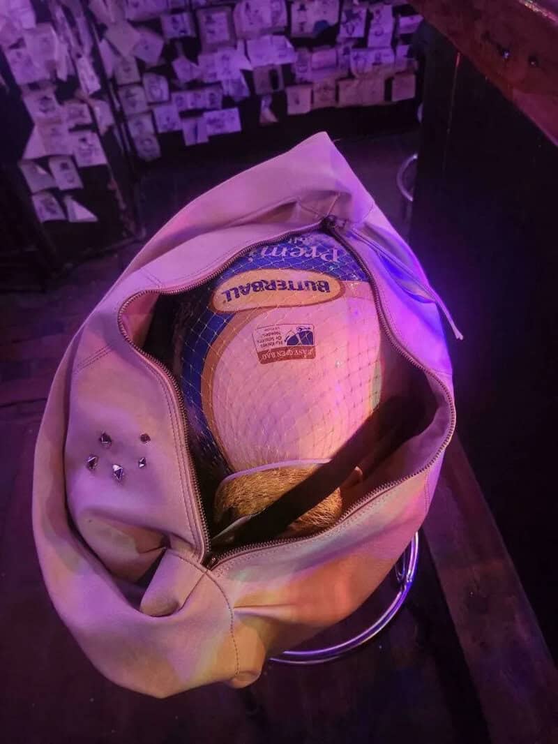 Open beige bag with a volleyball inside, on a bar stool, purple lighting.