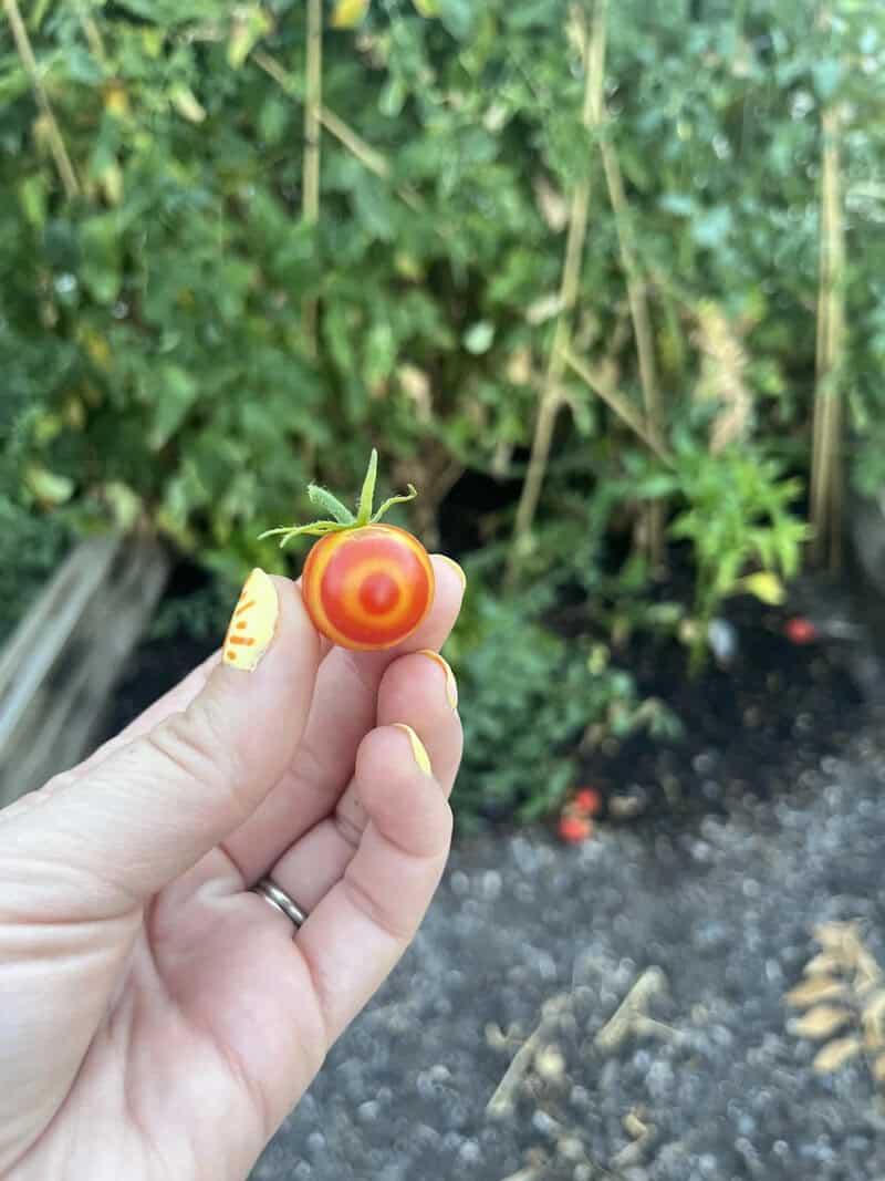 Person holding a small tomato with a yellow and red pattern, garden background.