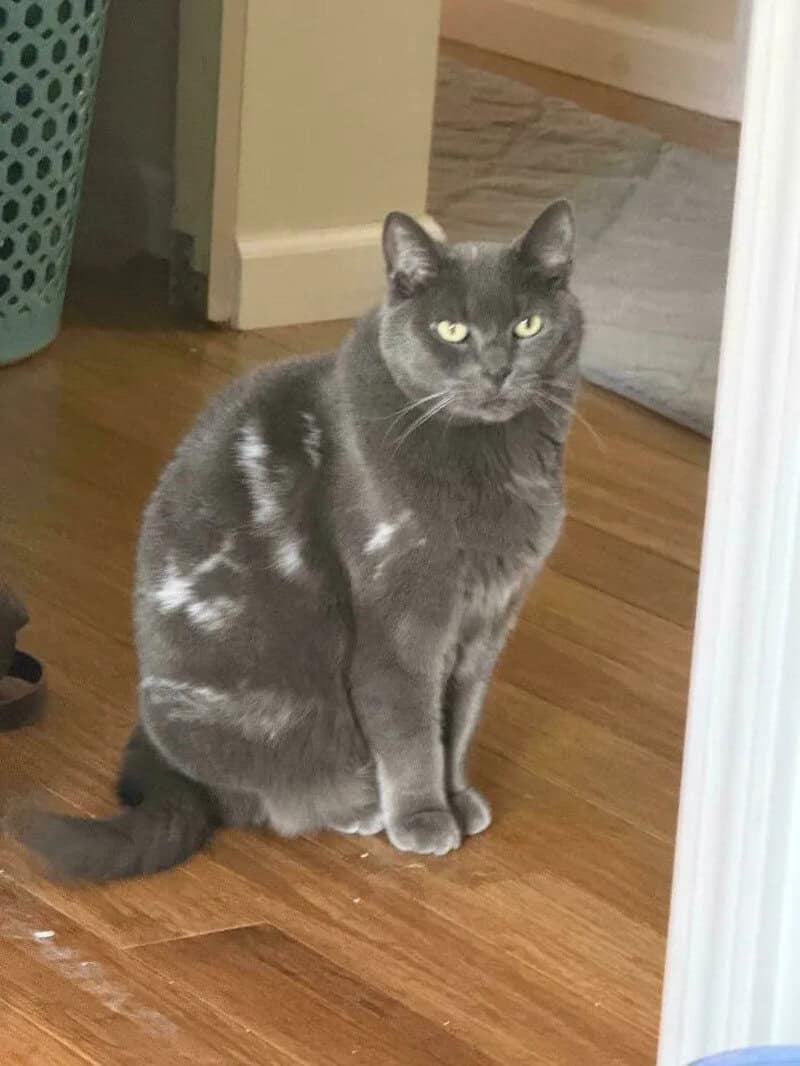 Gray cat with yellow eyes sitting on wooden floor near doorway.