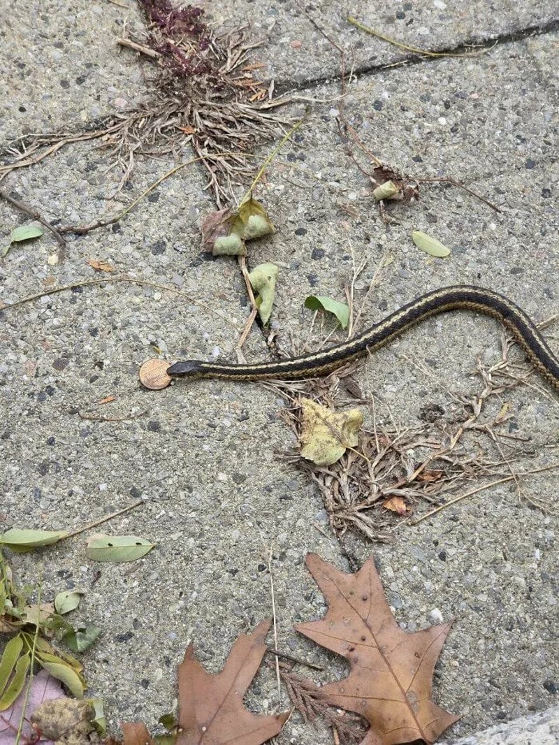Snake on concrete with leaves and twigs around it.