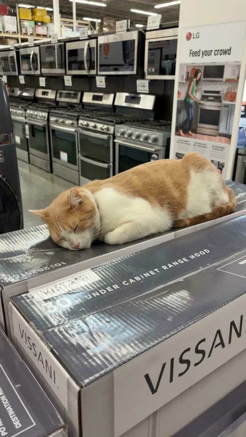 Cat sleeping on a boxed appliance in a store aisle with appliances in the background.