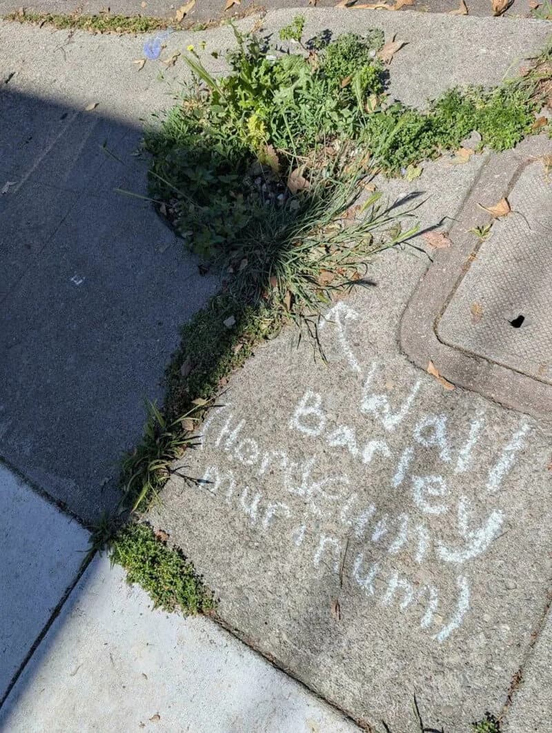 Message written in chalk on sidewalk next to a small plant.