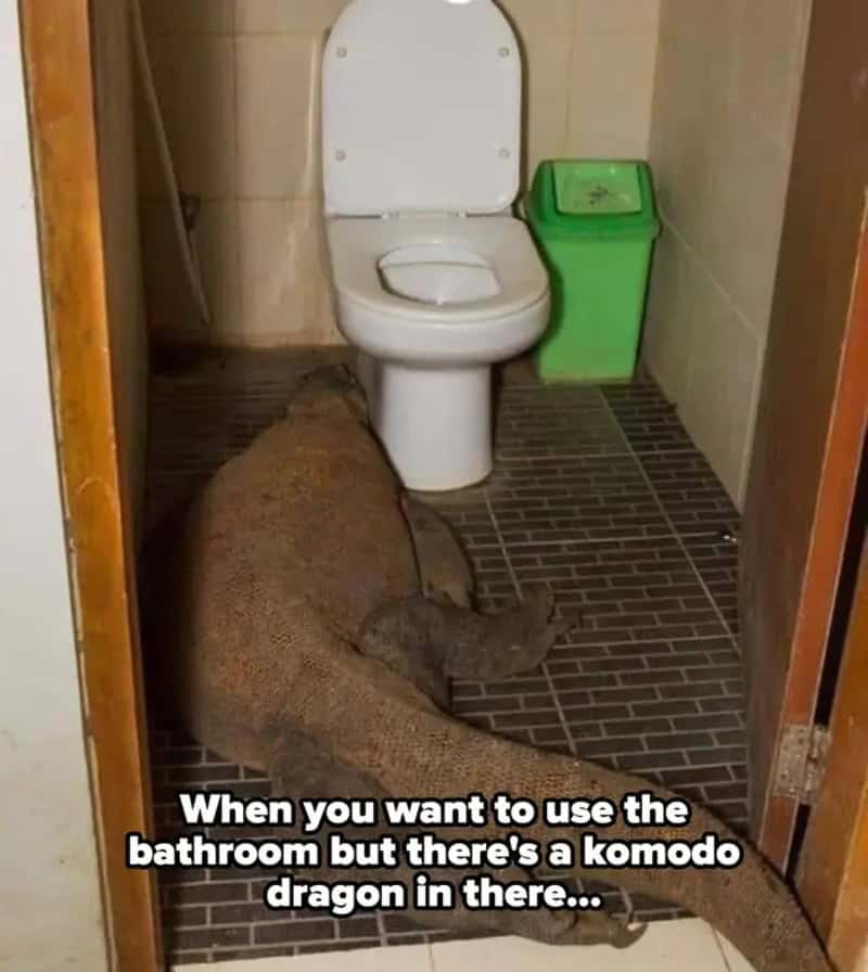Komodo dragon in bathroom with toilet and green trash bin.