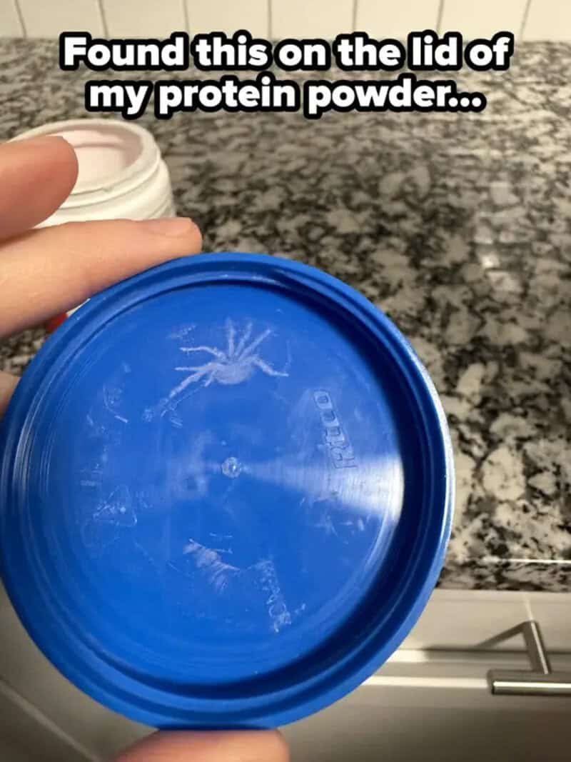 Spider found on the lid of protein powder container.
