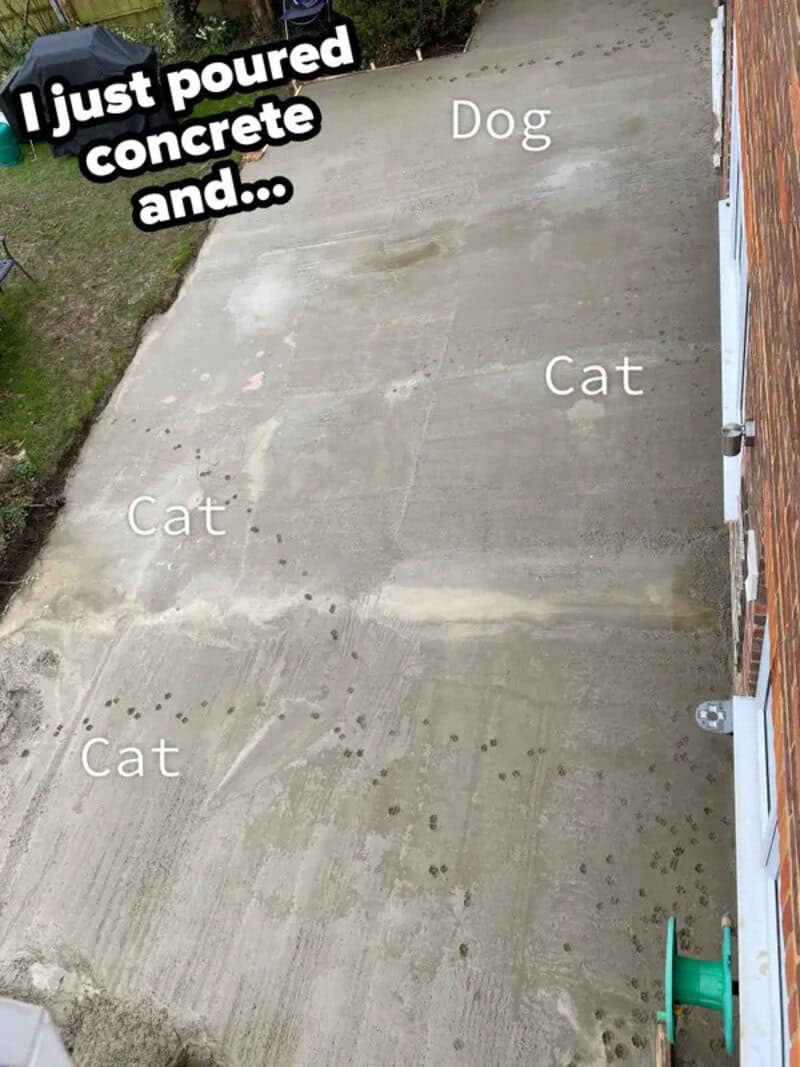 Concrete driveway with labeled dog and three cats, with text 'I just poured concrete and...'.
