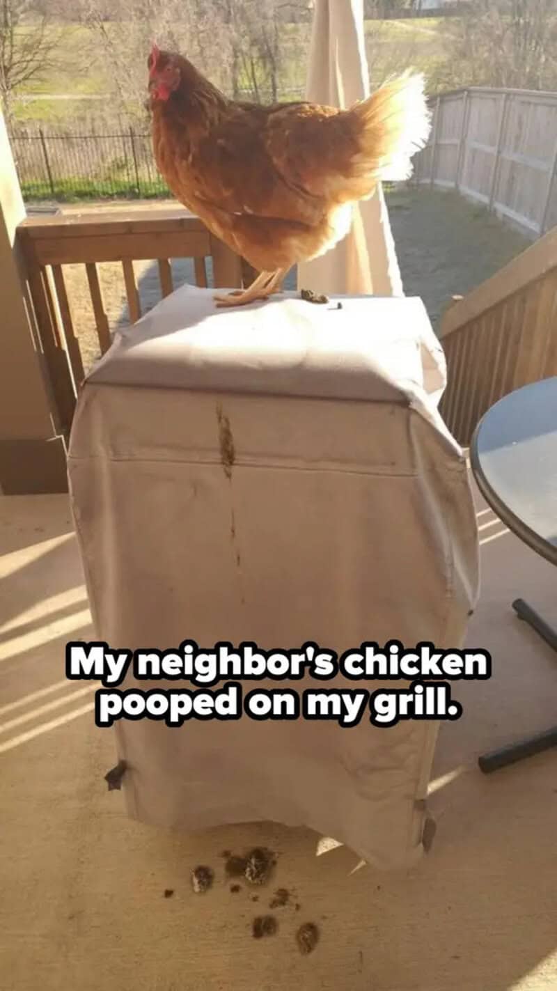 A chicken standing on a covered grill in a backyard.