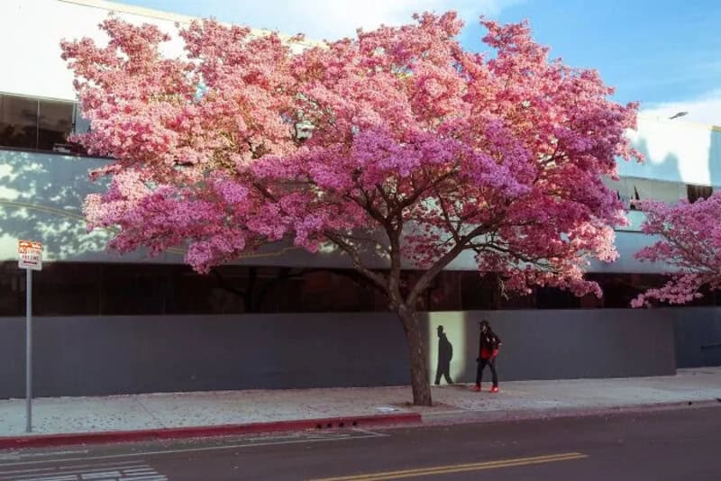 Pink flowering tree in front of a black wall with two people walking by.